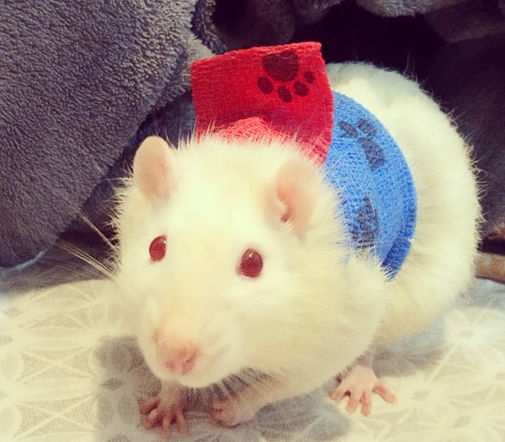 Clínica Veterinária Alto da Lapa