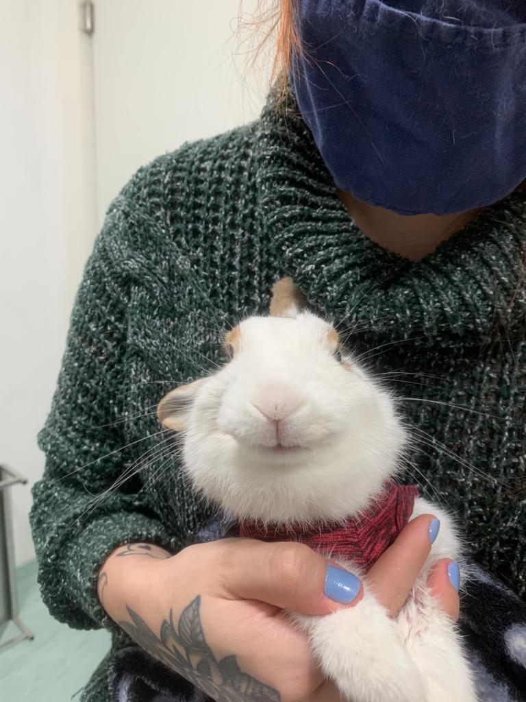 Clínica Veterinária animais Silvestres 24h