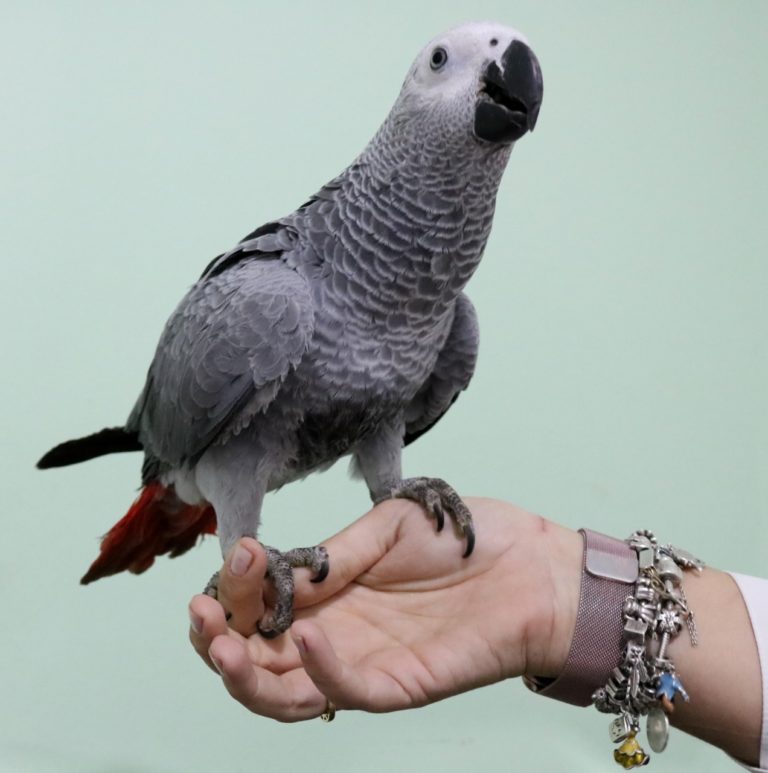 Clínica Veterinária animais Silvestres 24h